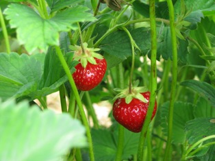 e0116763_036539.jpg