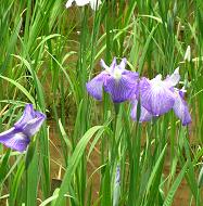 ご褒美に花菖蒲_f0139963_74456.jpg