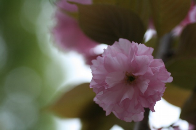 桜　大阪・造幣局　－麒麟ー_d0141365_22273426.jpg