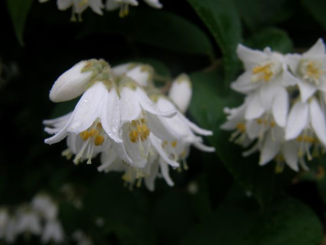 c0042869_10104913.jpg