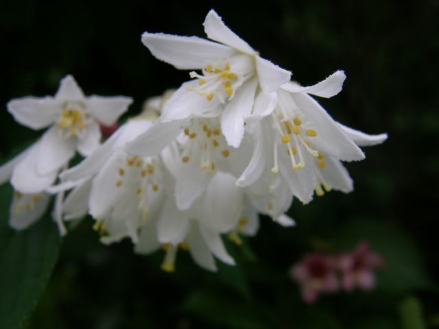 c0042869_1031548.jpg