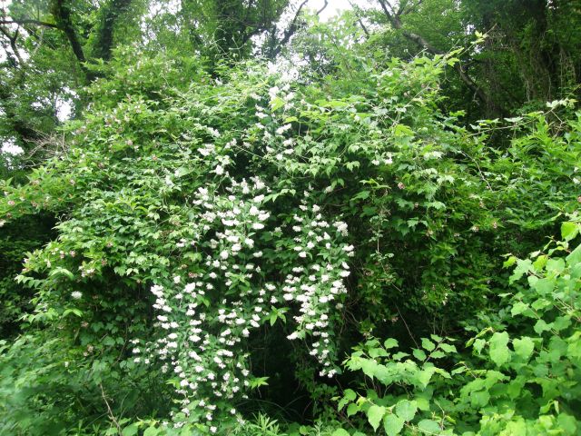 c0042869_9582982.jpg