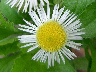 ハルジオンとヒメジョオンの比較・・・要注意外来生物_c0085874_15401271.jpg