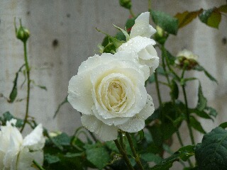 e0046477_10595418.jpg