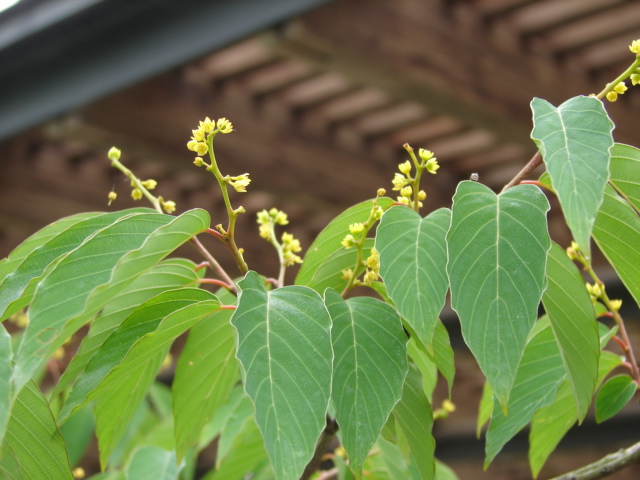 Ｎｏ．0339　牧野植物園_f0104277_805310.jpg