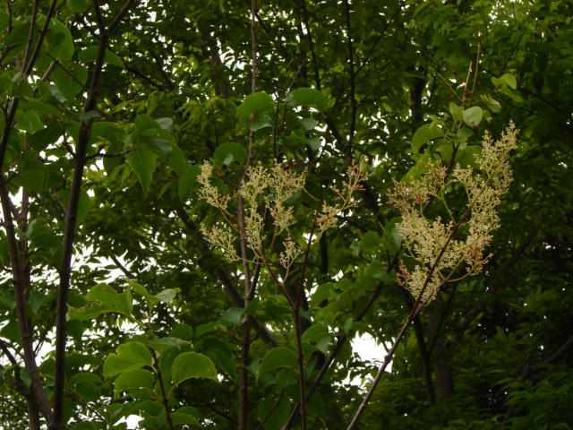 Ｎｏ．0339　牧野植物園_f0104277_8124520.jpg