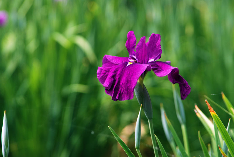 菖蒲の花_d0116989_2095314.jpg