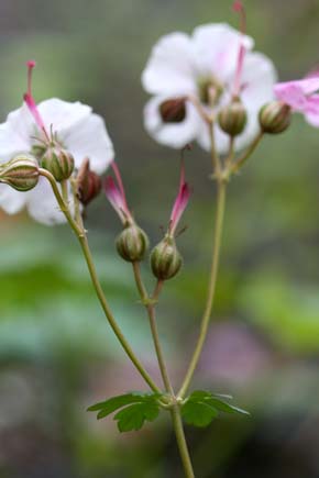 この花、とっても風情が＾＾_b0119190_7442176.jpg