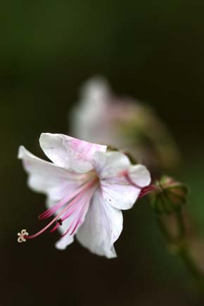 この花、とっても風情が＾＾_b0119190_7443648.jpg