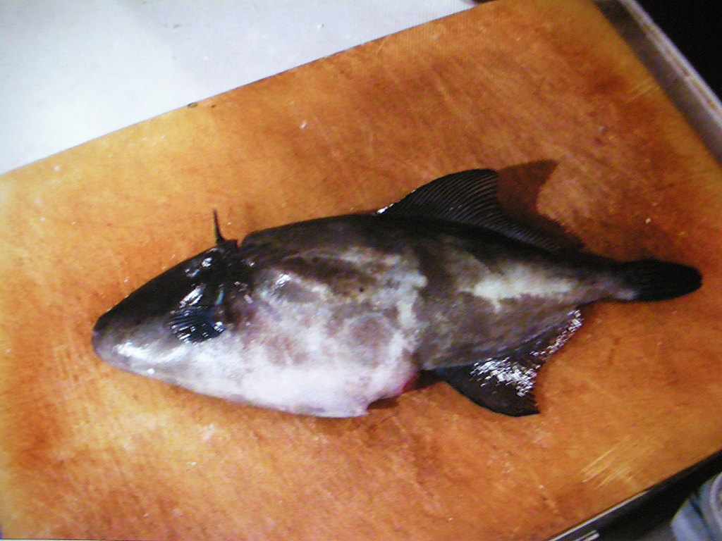 季節外れでもカワハギ 食事屋さん茶 間 営業後の一献