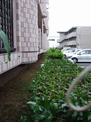 大刈り込み_f0108604_17471360.jpg