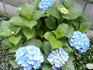e0098908_2213554.jpg