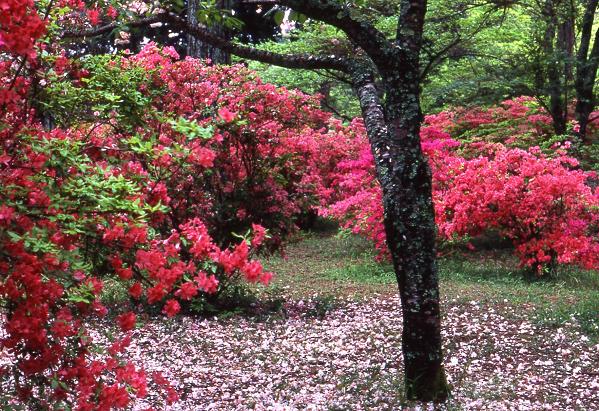 鳥見山公園_e0071020_923355.jpg