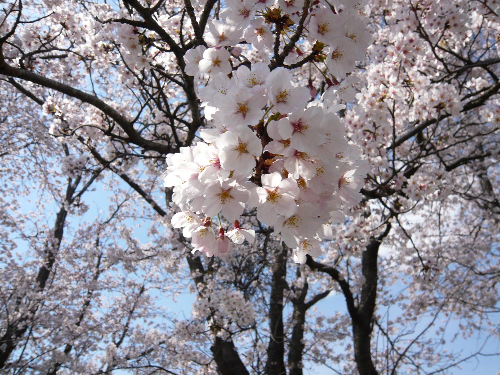 桜　＊　さくら_f0173421_23352785.jpg