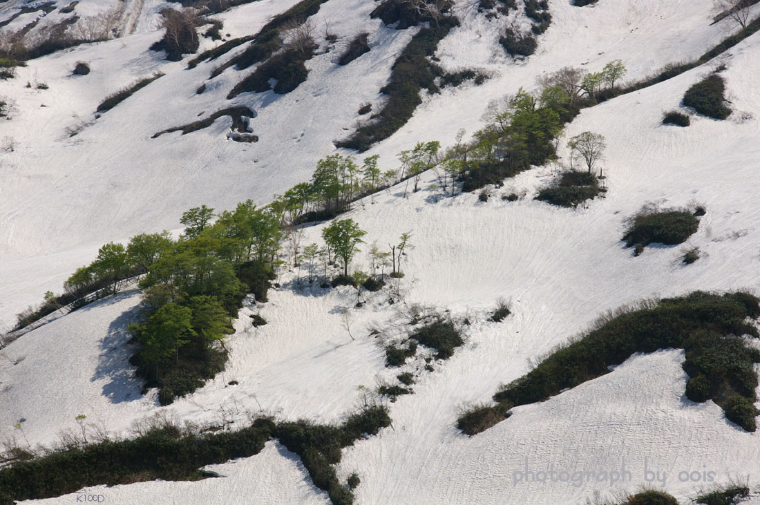 ブナとダケカンバ　 <白馬大雪渓/2008>_e0123723_12273311.jpg