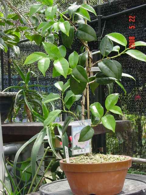 つばき盆栽の曲作り 整枝の具体的な例を紹介します 椿盆栽歳時記