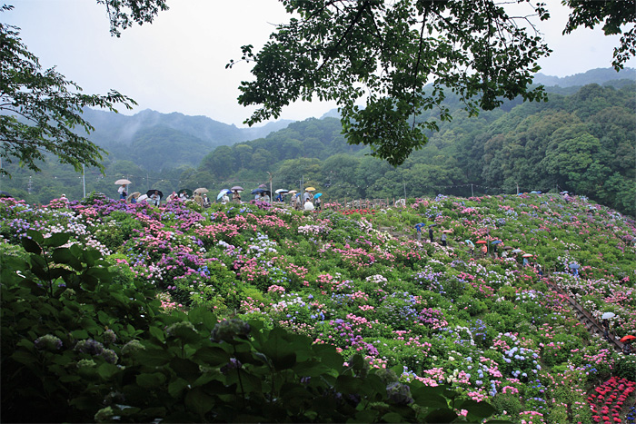 近場で紫陽花　その２_e0025930_18244086.jpg