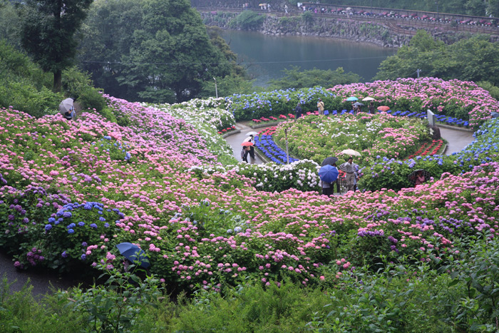 近場で紫陽花　その２_e0025930_18263672.jpg