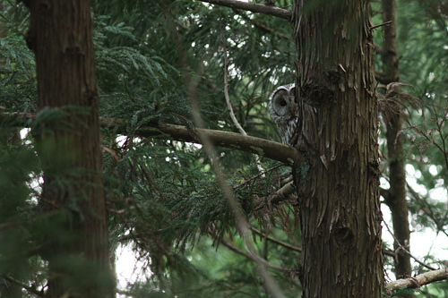 母フクロウに出会う_a0087133_21292849.jpg