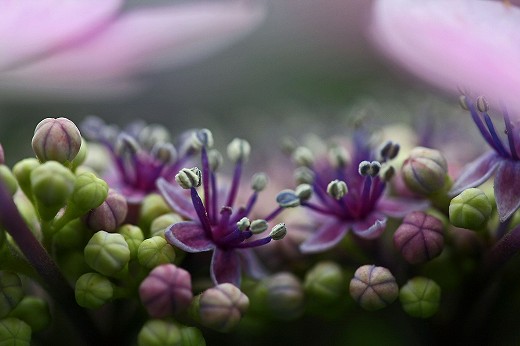 風の道の紫陽花_d0029333_205181.jpg