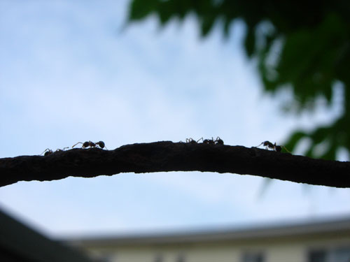 e0097534_1423410.jpg
