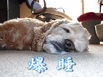 みんな眠いのよね_b0140342_19234925.gif