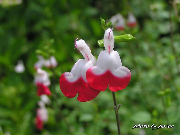 山田池公園・各花壇で咲いています園芸花です。_c0137342_932573.jpg