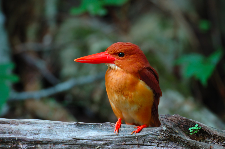 十二湖でアカショウビン 鳥 撮り トリミング