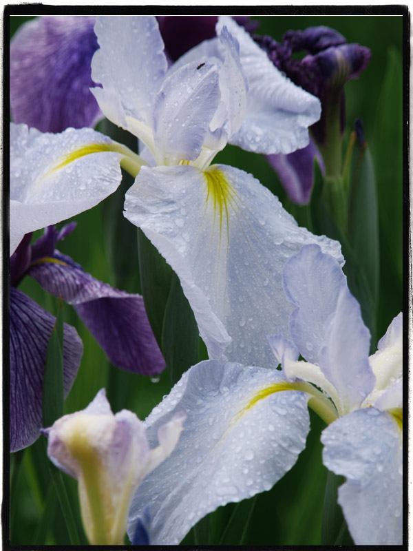 館林・花菖蒲園　1　　　061)_c0068050_22392564.jpg