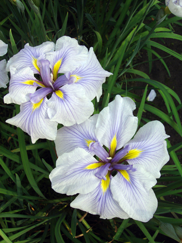 c0039558_72342.jpg