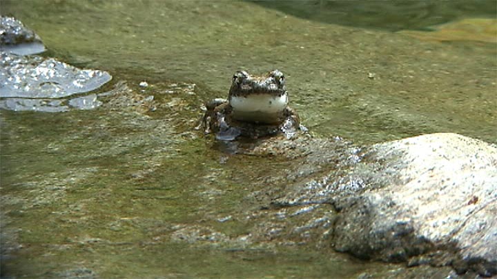 カジカガエルの鳴き声 Youtube動画 北のフィールドノート カジカガエルの鳴き声 Youtube動画 北のフィールドノート