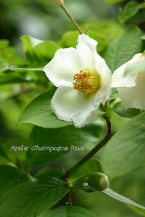 沙羅双樹の花の色・・・_f0125359_22111598.jpg