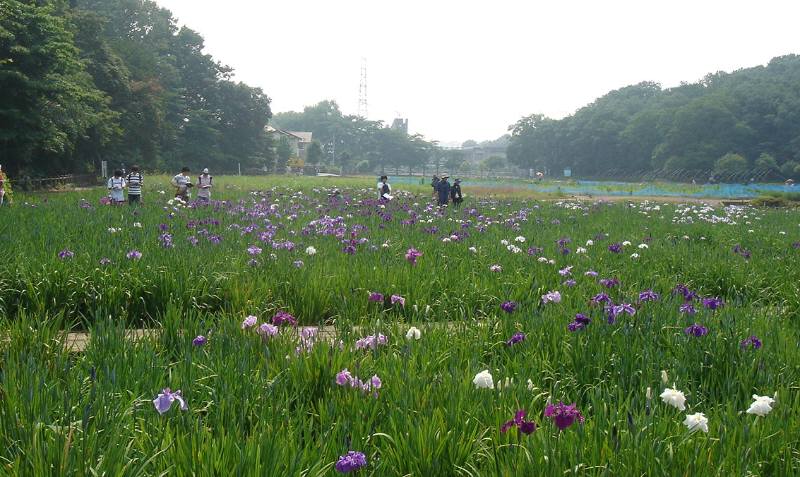 北山公園の花菖蒲_f0059673_1214323.jpg