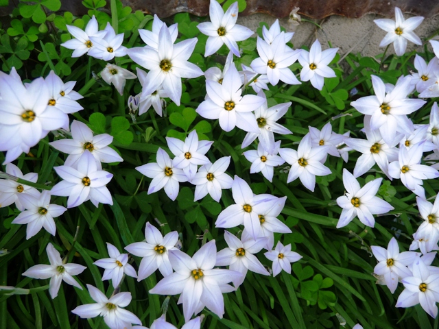 花ニラの花咲く まほろばの国から 写真館