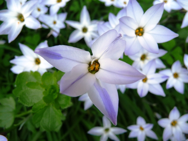 花ニラの花咲く まほろばの国から 写真館