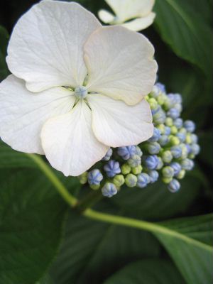 紫陽花は雨が似合う。_b0056081_2025299.jpg