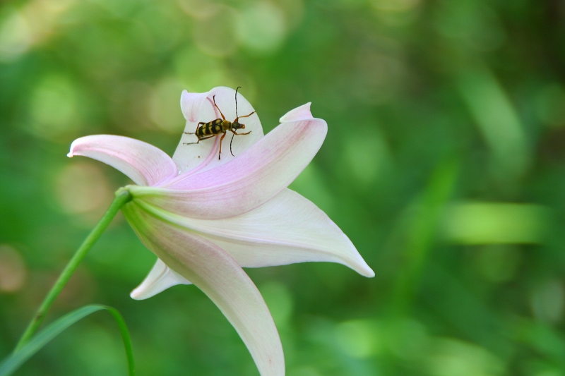 やしろの森_e0024081_1552328.jpg