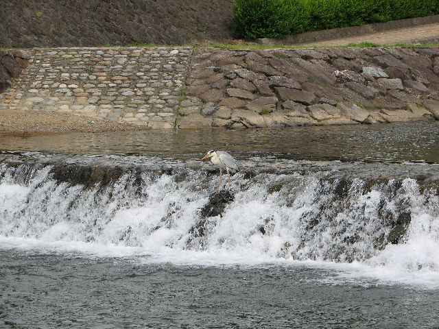 アオサギ　魚とったど～_c0036792_19214367.jpg