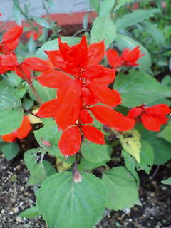 f0159503_1341061.jpg