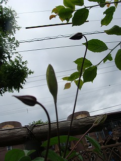f0170524_13532496.jpg