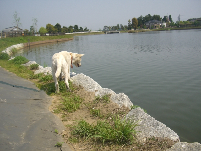 c0123029_1133446.jpg