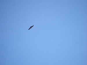 a0054240_2255276.jpg