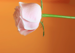 f0134642_23445539.gif