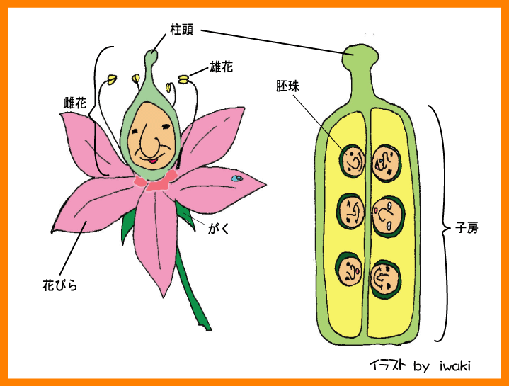 お助け 理科 図解 花のつくり インパクト系 Positive Active Creative