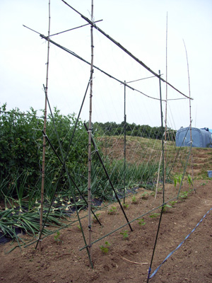 c0063348_924283.jpg