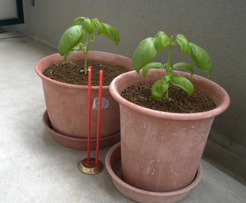 ベランダ菜園 emの弱点 かな さぬき日記 ベランダ菜園 emの弱点 かな さぬき日記