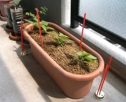 ベランダ菜園 emの弱点 かな さぬき日記 ベランダ菜園 emの弱点 かな さぬき日記