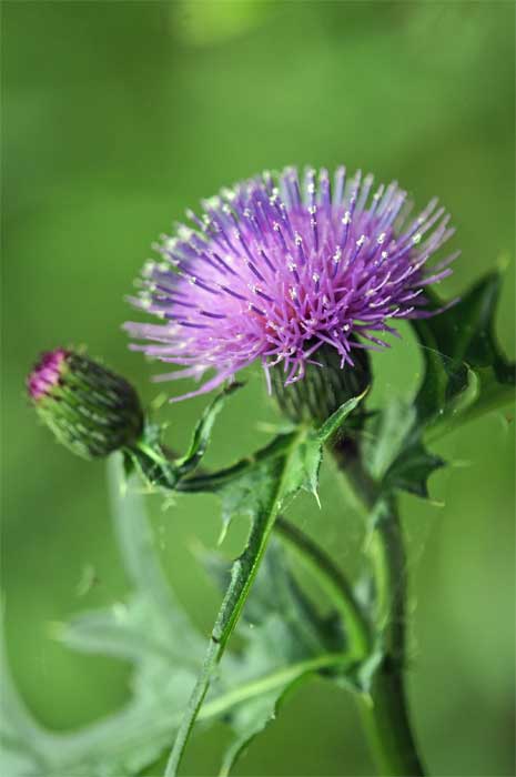 ノアザミ 野薊 花言葉 安心ー 自然を撮る 花と木 自然を撮る 植物編