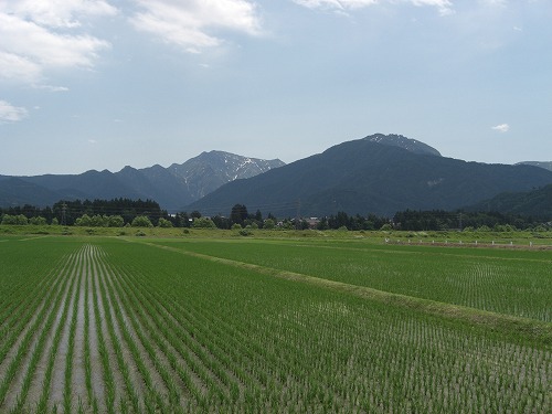 緑の田んぼからの八海山_a0084753_19243494.jpg
