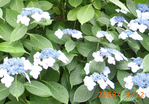 c0050857_7354512.jpg